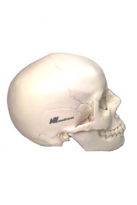 copertina di Cranio Umano Scomponibile.  Modello Anatomico in 22 parti a grandezza naturale , ... Monocolore
