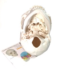 copertina di Cranio Umano Scomponibile.  Modello Anatomico in 22 parti a grandezza naturale , ... Monocolore