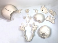 copertina di Cranio Umano Scomponibile.  Modello Anatomico in 22 parti a grandezza naturale , ... Monocolore